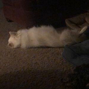 Meet your Posher, Laura